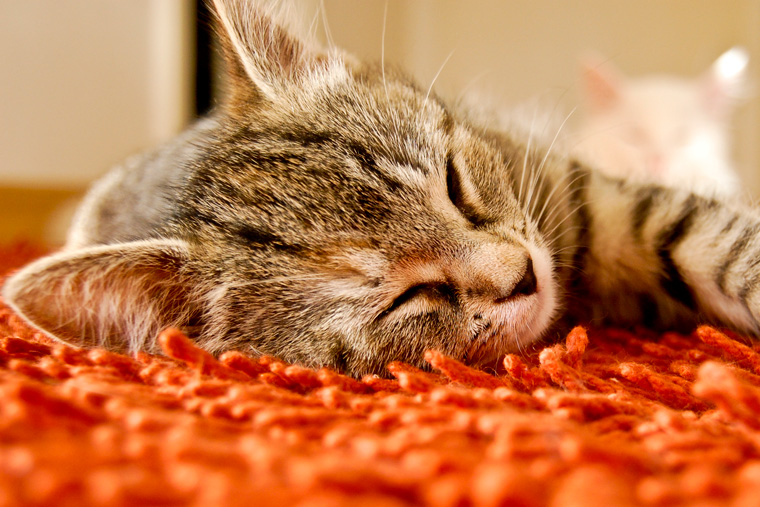 ペットの健康にも役立つカーペット | ペルシャ絨毯専門店ギャラリー